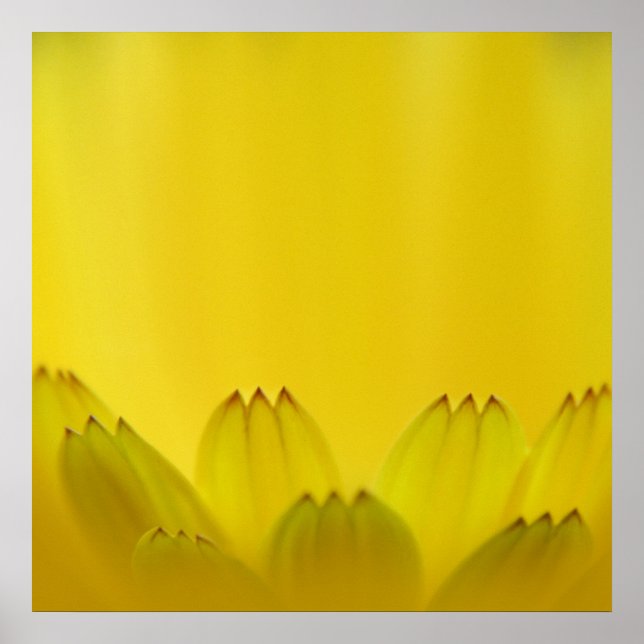 Moderne Abstrakt-Gelbmarigold-Blume-Petalen Poster (Vorne)