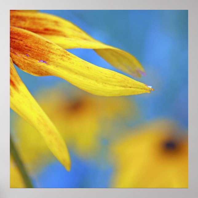 Moderne Abstrakte Macro-Gelbe Verdichtung auf blau Poster (Vorne)