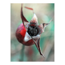 Moderne Elegante Abstrakte Rose Angesagtes Makro