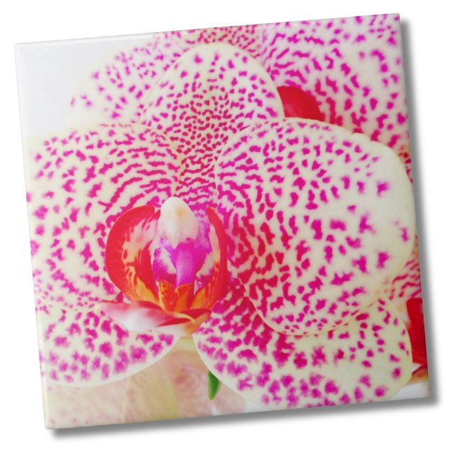 Moderne orchid-rosa Blume Fliese (Floral Vibrant White Pink Orchid Flower Ceramic Tile)