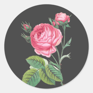 Moderne rosa Rosenblüten Runder Aufkleber