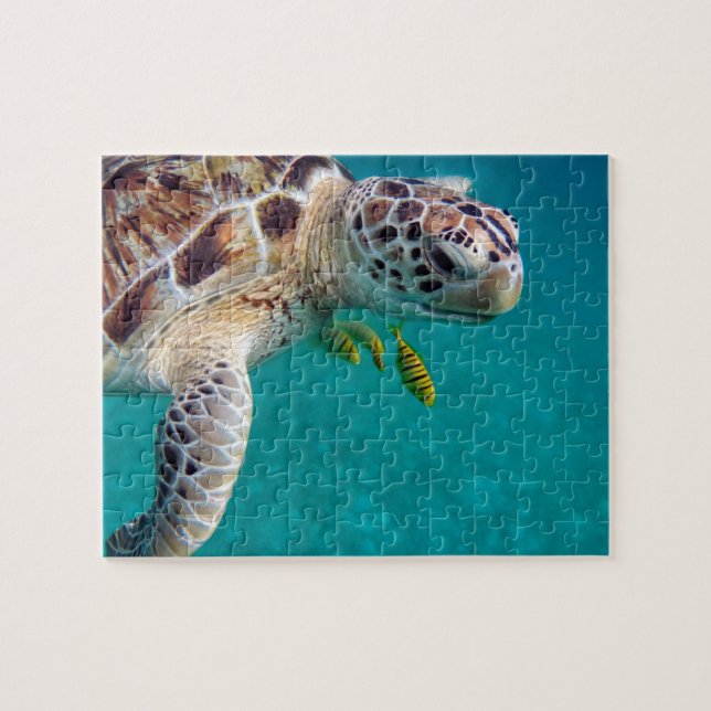 Moderne tropische Schildkröte (Horizontal)