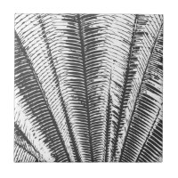 Moderne tropische Schwarzweiss-Palmwedel