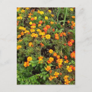 Moderne Vintage Botanischer Garten Postkarte