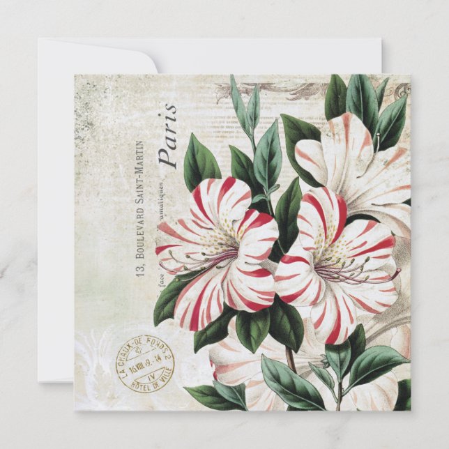 moderne Vintage französische Amaryliden (Vorderseite)