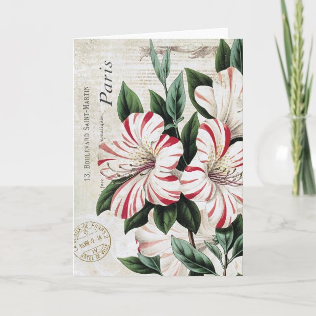 moderne Vintage französische Amaryliden Feiertagskarte (Vorderseite)