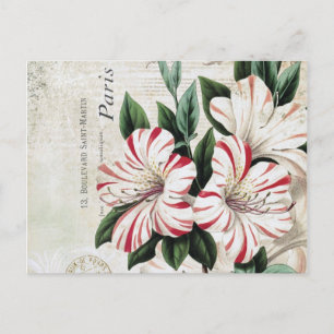 moderne vintage-französische Amaryllis Postkarte