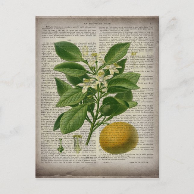moderne Vintage französische botanische Kunstorang Postkarte (Vorderseite)
