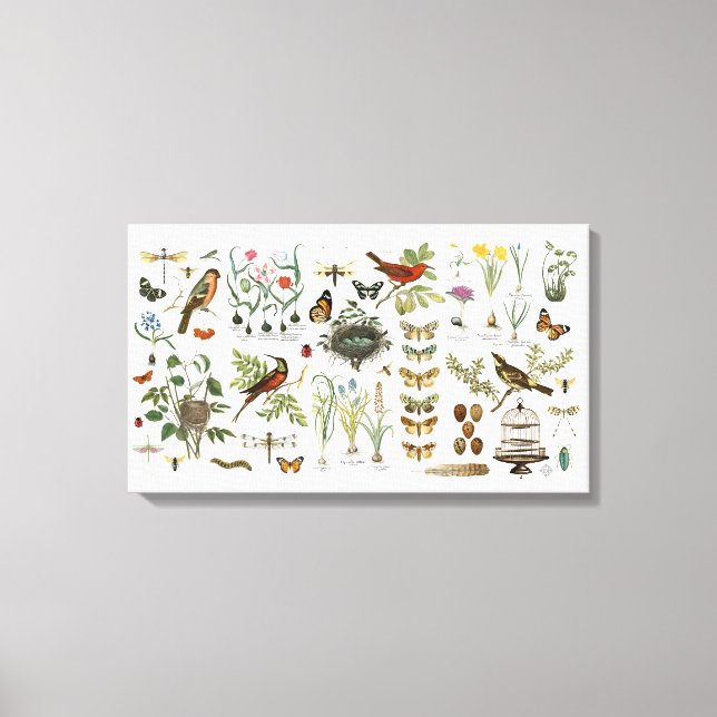 moderne Vintage französische botanische Vögel und  Leinwanddruck (Vorderseite)