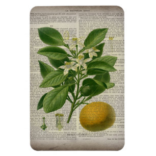 moderne vintage französische Landhaus botanische K Magnet