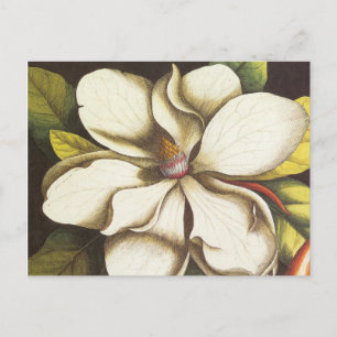 moderne Vintage-Magnolie Postkarte