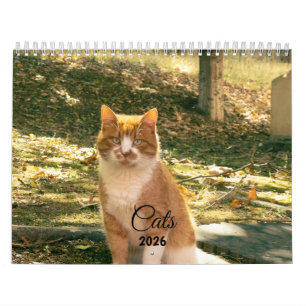 Moderner süßer lustiger Haustier Kätzchen Katzen F Kalender