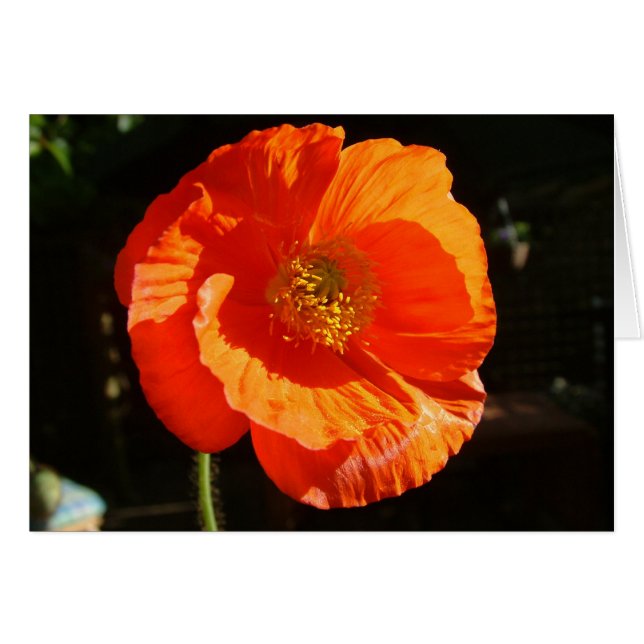Mohn (Vorderseite (Horizontal))
