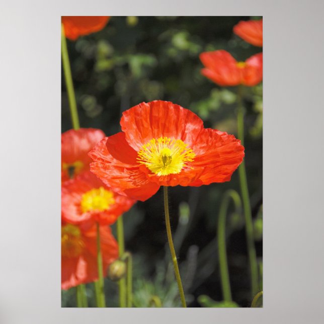 Mohn 1 poster (Vorne)