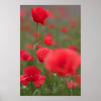 Mohn 2012 27