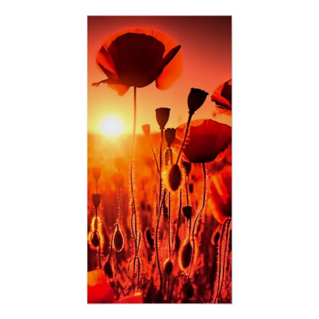 Mohn im Gegenlicht Poster (Vorderseite)
