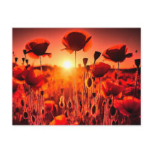 Mohn im Gegenlicht