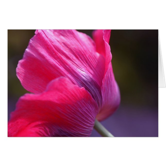 Mohn in der Morgenbrise (Vorderseite (Horizontal))