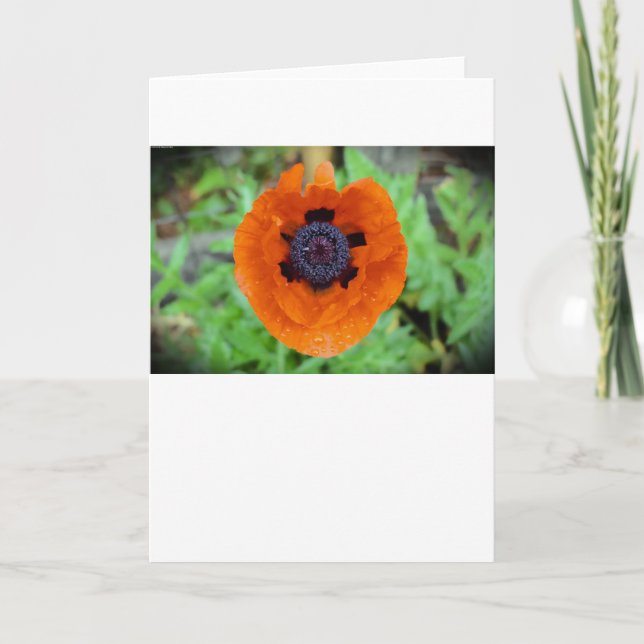 Mohn, Karte (Vorderseite)