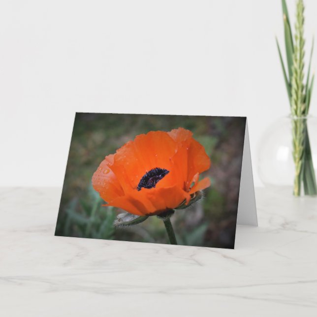 Mohn, Karte (Vorderseite)
