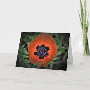 Mohn, Karte