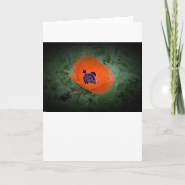 Mohn, Karte (Vorderseite)