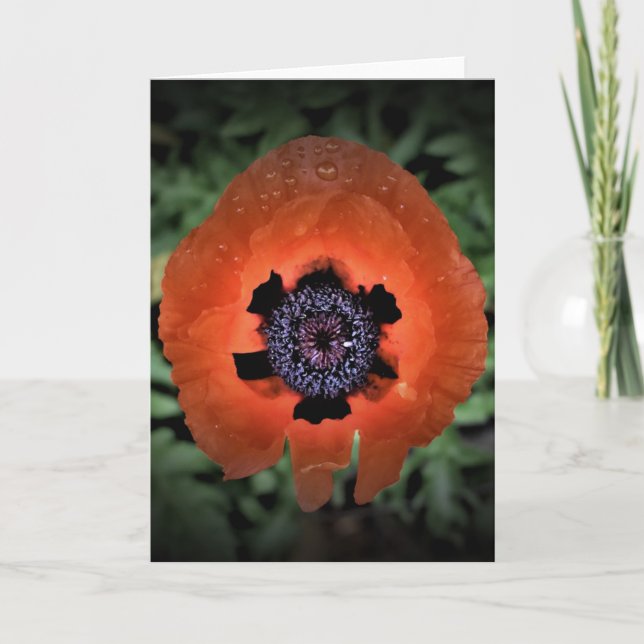 Mohn, Karte (Vorderseite)