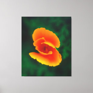 Mohn Leinwanddruck