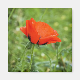 Mohn Magnet