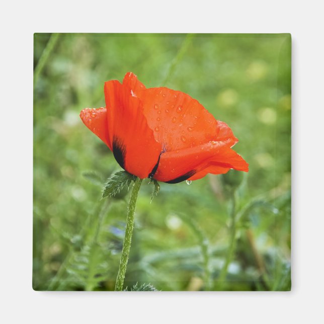 Mohn Magnet (Vorne)