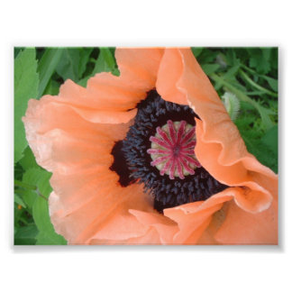 Mohn mit Mandarine Fotodruck