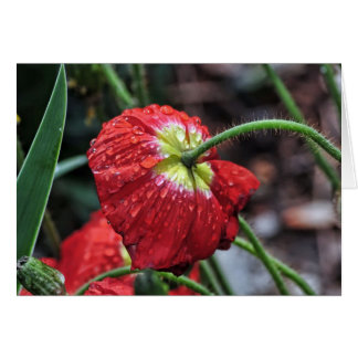 Mohn mit Raindrops