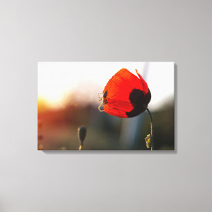 Mohn mit Spinne Leinwanddruck