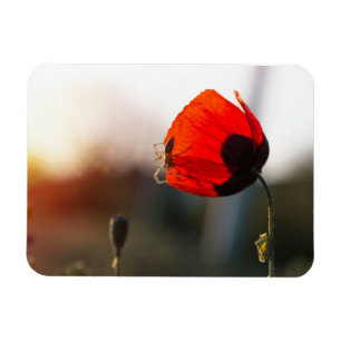 Mohn mit Spinne Magnet