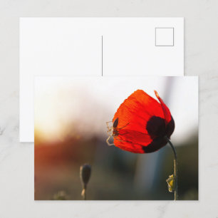 Mohn mit Spinne Postkarte