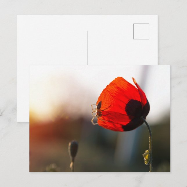Mohn mit Spinne Postkarte (Vorne/Hinten)