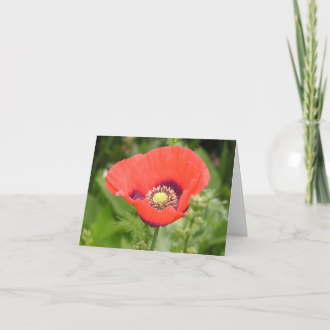 Mohn (Papaver somniferum) Karte (Vorderseite)