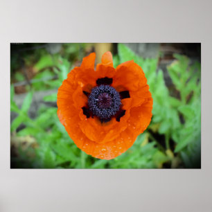 Mohn, Poster