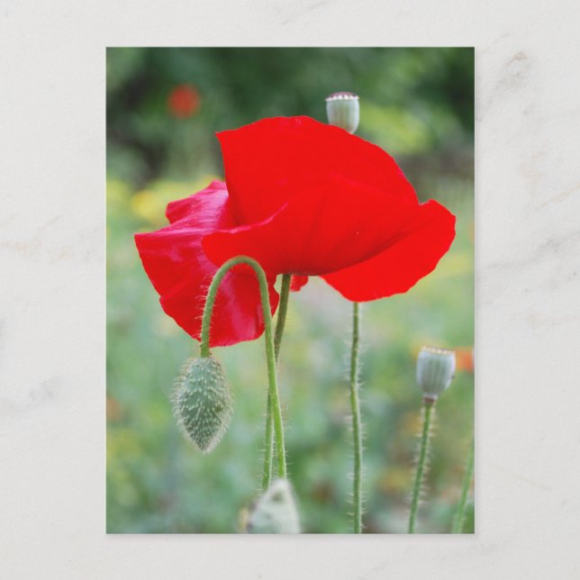Mohn Postkarte (Vorderseite)