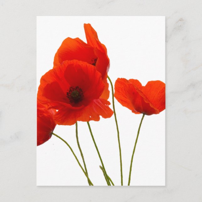 Mohn Postkarte (Vorderseite)