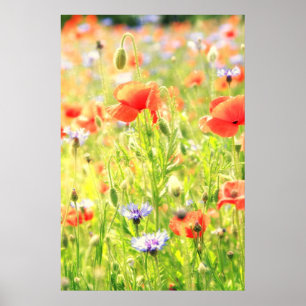 Mohn Traum Poster