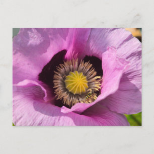 Mohn und ein Insekt Postkarte