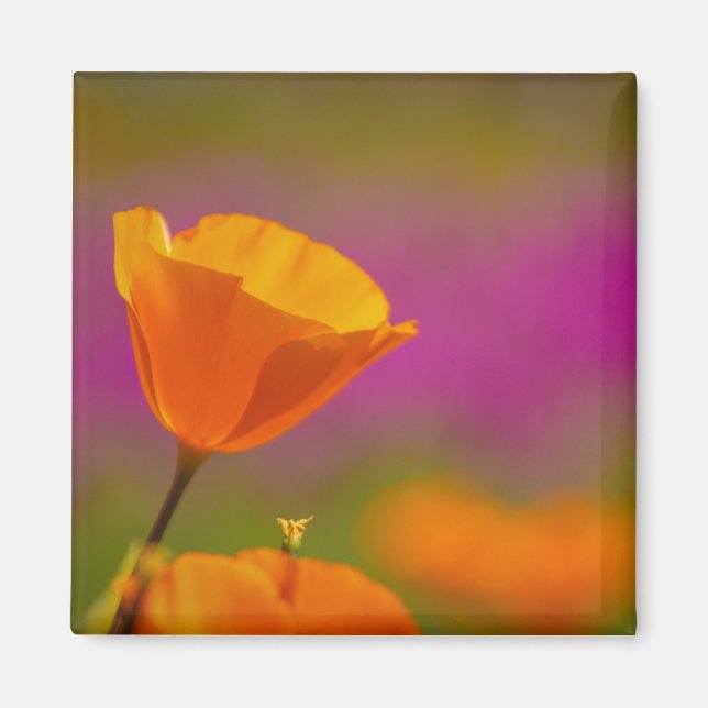 Mohn und Rosa Magnet (Vorne)