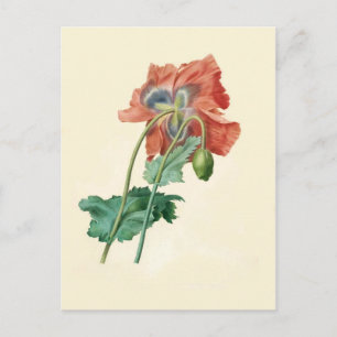 Mohn von Pierre-Joseph Redouté Postkarte