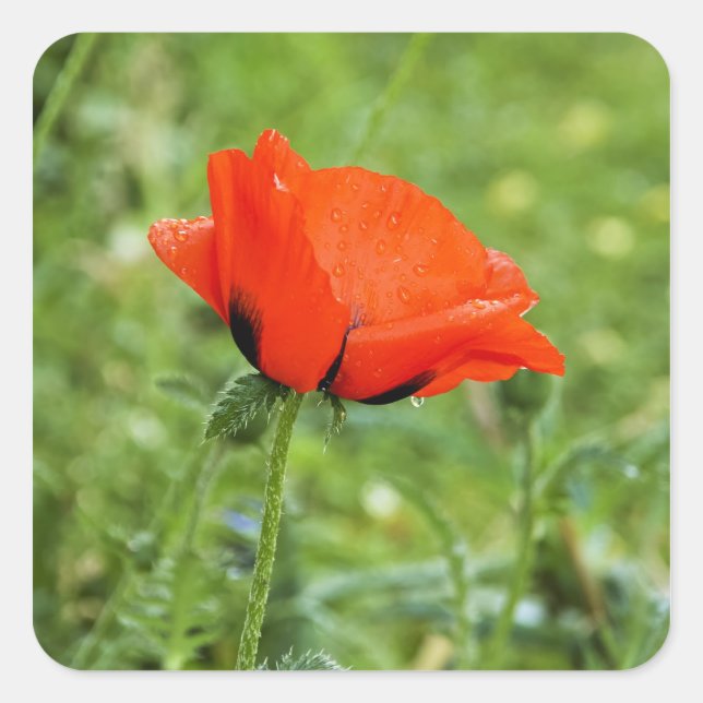 Mohnaufkleber Quadratischer Aufkleber (Vorderseite)