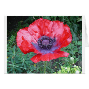 Mohnblume