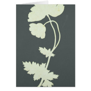 Mohnblume