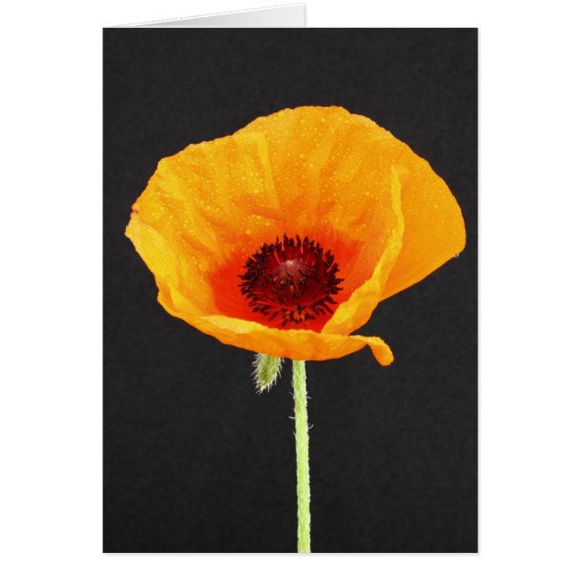 Mohnblume (Vorne)