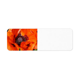 Mohnblume