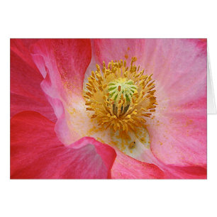 Mohnblume